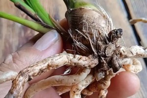 兰花根部伤口的处理方法（保护兰花健康生长的关键）