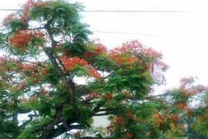 凤凰花的美丽与神奇（探索凤凰花的奥秘，感受自然的魅力）