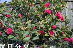 茶花叶枝凋落的原因及解决方法（保护茶花，让它绽放绚丽的色彩）