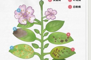 多肉泡多菌灵（掌握关键步骤，保护多肉健康成长）