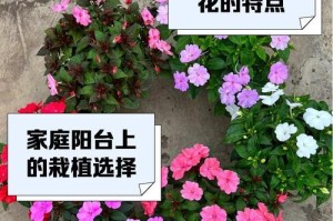 《揭秘中国凤仙太密了怎么养》（养护技巧解析，让你的凤仙如繁花绽放）