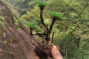 卷柏水培养殖全攻略（掌握水培方法，让卷柏生长更美丽）