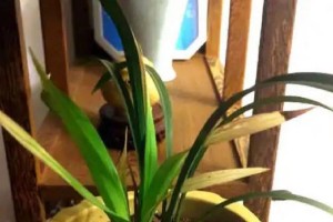 家养兰花叶尖发黄的原因及解决方法（揭秘兰花叶尖发黄的原因，教你轻松解决问题）