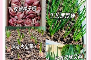 阳台小葱怎么种植，快速成长的秘诀（掌握种植技巧，打造丰盈阳台葱香园）