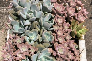 以奥利维亚多肉叶插繁殖为主题的技巧与要点（掌握奥利维亚多肉叶插的关键步骤和注意事项）