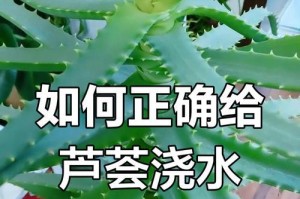 芦荟烂根处理方法与护理技巧（怎样救活芦荟烂根？一起来学习芦荟的修复和养护吧！）