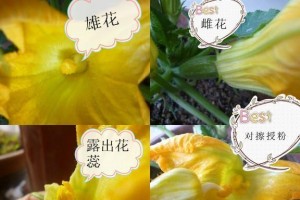 葫芦花是单性花吗？——探究葫芦花的生殖方式（从形态特征到繁殖方式，一一揭开葫芦花的神秘面纱）