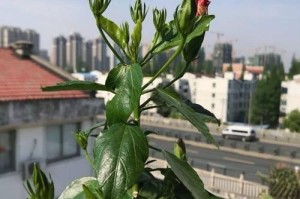 如何正确浇水扶桑花