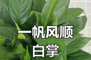 白掌的养殖方法与技巧（如何使白掌茁壮成长？）