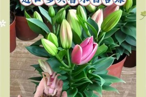 延长香水百合开放时间的方法（让芬芳持久留香的秘诀）