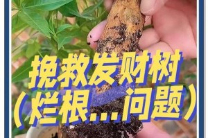 招财树烂根了怎么办？拯救烂根招财树的方法（破解秘籍！如何修复招财树的烂根问题，让它再度焕发生机）
