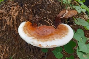 灵芝的生长环境（从土壤、气候到树种，看灵芝生长的奥秘）