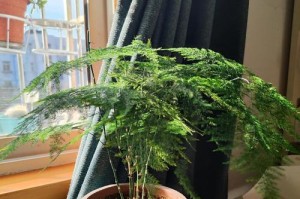如何成功培养文竹开花？（揭秘文竹开花的技巧与诀窍）