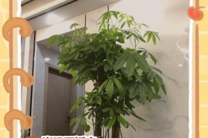 如何养护独杆发财树（打造富贵栽培的秘诀，学会正确养护发财树）