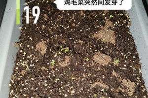 菠菜种植技巧详解（从种子发芽到丰收全流程，掌握关键点，菠菜轻松种出大丰收）