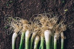 洋葱种球的保存与种植时间（种球如何保存？最佳种植时间是什么？）