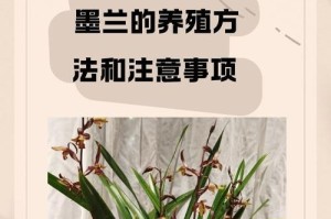 墨兰叶子有粘液，如何处理？（了解墨兰叶粘液的成因及处理方法）