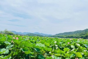 荷花不怕晒，其实不然！（荷花的“逆光人生”与阳光照射的关系）