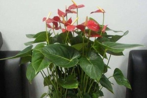 红掌夏季养护指南（夏季养殖方法、注意事项、常见问题解答）