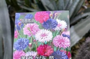 矢车菊养护指南（以矢车菊怎么养最好养为主题的全面养护指南）