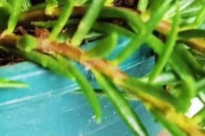 以太阳花的养护秘籍（打造鲜艳绽放的太阳花花园）