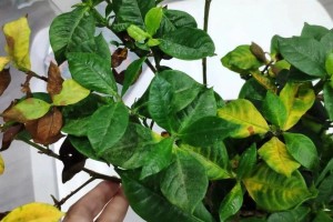 栀子花黄叶的原因及解决方法（揭秘栀子花为何会出现黄叶现象，教你如何有效解决问题）