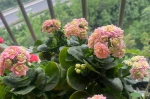 长寿花为何低头？（揭秘长寿花的低头原因及其修复方法）