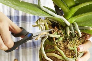 兰花烂叶处理方法详解（保养技巧，避免兰花烂叶现象）