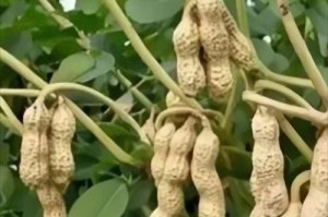 花生的品种多样性（探究花生种类的丰富性及其特点）