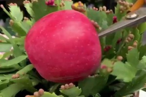 为何蟹爪兰种了两年还不开花？（探寻蟹爪兰开花的秘密与解决方法）