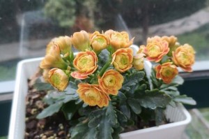 如何种植长寿花（时间、方法与技巧，让你拥有美丽的长寿花园）