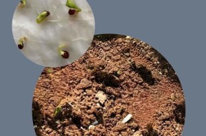 中国凤仙种子催芽方法探究（简单易行的凤仙种子催芽步骤，让你轻松拥有美丽花园）