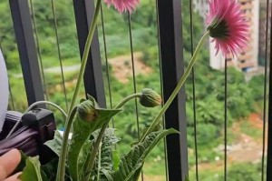 非洲菊的养护与种植家庭养法详解