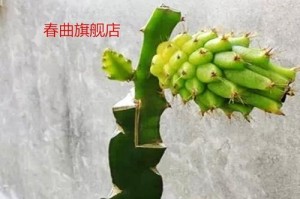 盆栽火龙果苗的健康管理秘籍（打造长粗长壮的火龙果盆栽）