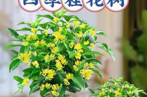 盆景桂花树的正确施肥方法（让您的盆景桂花树健康茁壮）