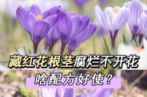 百合花蕾不开花的原因及解决方法（探寻百合花蕾不开花的因素，助您打造美丽花园）