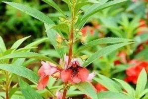 凤仙花的根系特点（探究凤仙花的根系结构及其适应环境的特点）