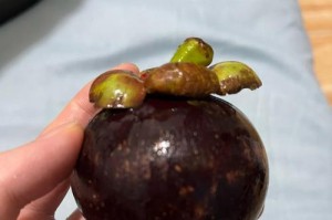 如何正确保存山竹？（掌握保存技巧，延长山竹储存时间）