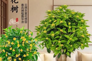 家庭怎么种植和养护桂花（桂花的生长条件和繁殖技巧）