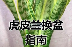 虎皮兰换土时间和方法（掌握换土技巧让虎皮兰长势更旺）