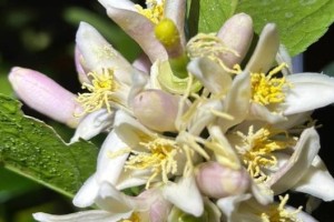 盆栽柠檬花的养殖技巧（打造自家柠檬花园，品味绿色生活）