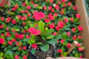 以虎棘梅怎么养（从选购到繁殖，一起学习如何正确养护虎棘梅）