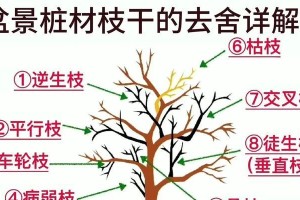 盆栽植物修剪技巧（学会正确修剪盆栽植物的叶子，让你的植物更健康）
