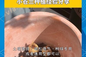 发芽的香雪兰（种植发芽香雪兰，感受自然的力量）