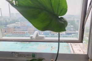 挽救龟背竹烂根之路（如何修复龟背竹烂根的关键方法）