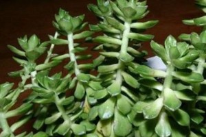 蒂亚多肉植物修剪技巧（打造健康多肉，掌握修剪要点）
