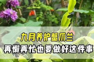 九月蟹爪兰的养护技巧（一起来学习如何照顾蟹爪兰吧！）