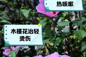 木槿花的开花季节及花期（迷人木槿，盛开什么时候？木槿花的开花时间是什么？）