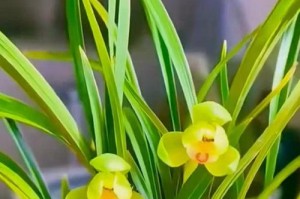 兰花开花之色彩与形态（绚丽多彩的兰花之美）