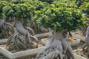 人参榕树叶子茂盛的养护技巧（掌握关键技巧，让你的人参榕树叶子更加茂盛）